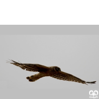 گونه سنقر سفید Pallid Harrier